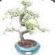 Pokojová bonsai - Ulmus parvifolia - Malolistý jilm PB2191866 - 1/3