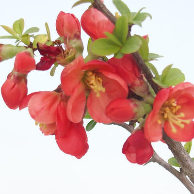 Vonkajšie bonsai - Chaenomeles špec. Rubra - Dulovec VB2020-186 - 1