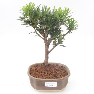 Pokojová bonsai - Podocarpus - Kamenný tis PB2191876 - 1