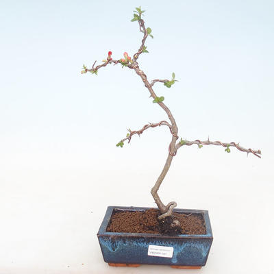 Vonkajšie bonsai - Chaenomeles špec. Rubra - Dulovec VB2020-187 - 1