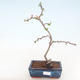 Vonkajšie bonsai - Chaenomeles špec. Rubra - Dulovec VB2020-187 - 1/3
