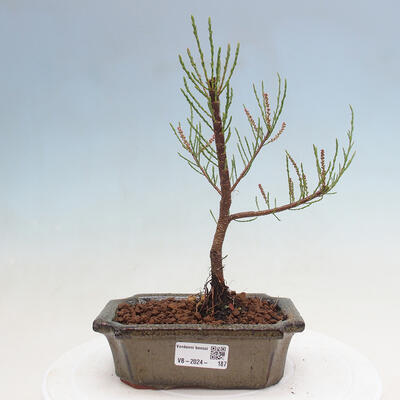 Vonkajší bonsai - Tamariška - Tamarix - 1