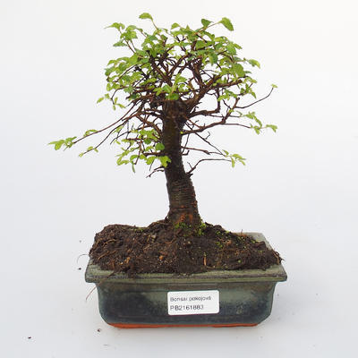 Izbová bonsai-Ulmus parvifolia-malolistá brest