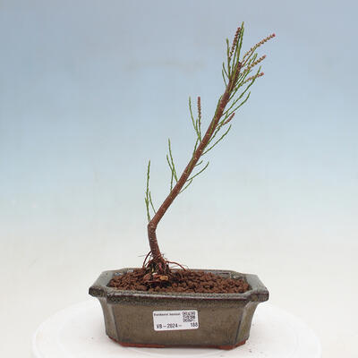 Vonkajší bonsai - Tamariška - Tamarix - 1
