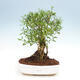 Izbová bonsai - Serissa foetida - Strom tisíce hviezd - 1/2