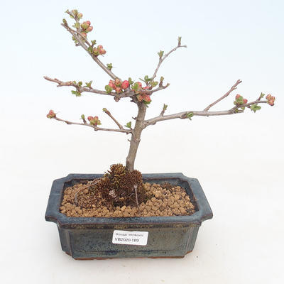 Vonkajšie bonsai - Chaenomeles špec. Rubra - Dulovec VB2020-189 - 1