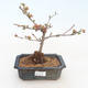 Vonkajšie bonsai - Chaenomeles špec. Rubra - Dulovec VB2020-189 - 1/3