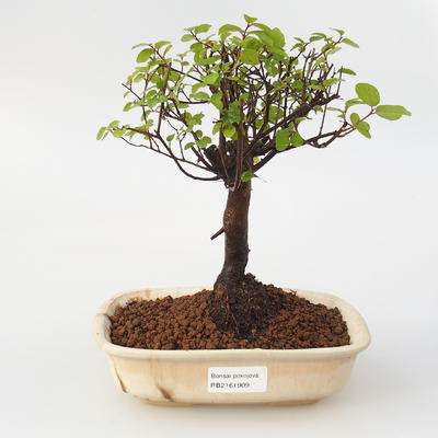 Izbová bonsai - Sagerécie Thea -Sagerécie Čajová - 1