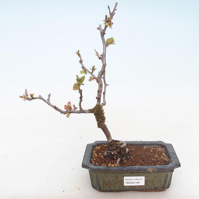 Vonkajšie bonsai - Chaenomeles špec. Rubra - Dulovec VB2020-190 - 1