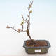 Vonkajšie bonsai - Chaenomeles špec. Rubra - Dulovec VB2020-190 - 1/3