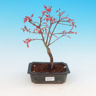 Vonkajšie bonsai - Javor dlaňolistý
