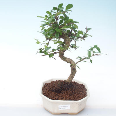 Pokojová bonsai - Carmona macrophylla - Čaj fuki PB2191931 - 1