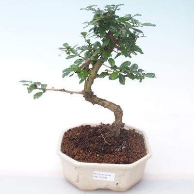 Pokojová bonsai - Carmona macrophylla - Čaj fuki PB2191932 - 1