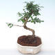 Pokojová bonsai - Carmona macrophylla - Čaj fuki PB2191932 - 1/5