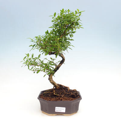 Izbová bonsai - Serissa foetida  - Strom tisíce hviezd