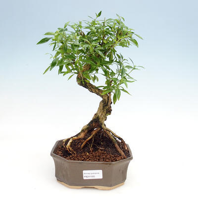 Izbová bonsai - Serissa foetida  - Strom tisíce hviezd