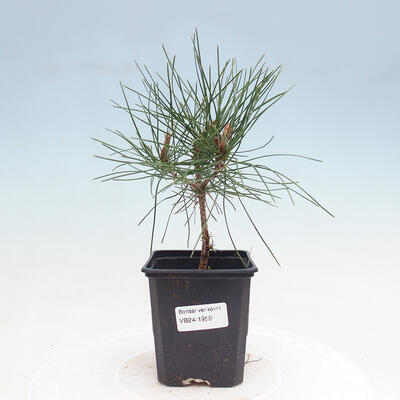 Vonkajší bonsai - Pinus densiflora - borovica červená