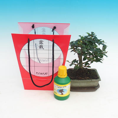 Izbová bonsai v darčekovej taške, Carmona macrophylla - Čaj fuki