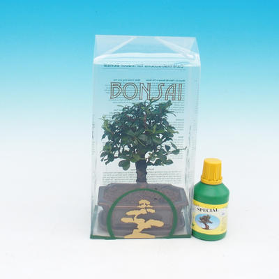 Izbová bonsai v darčekovej krabičke, Carmona macrophylla - Čaj fuki