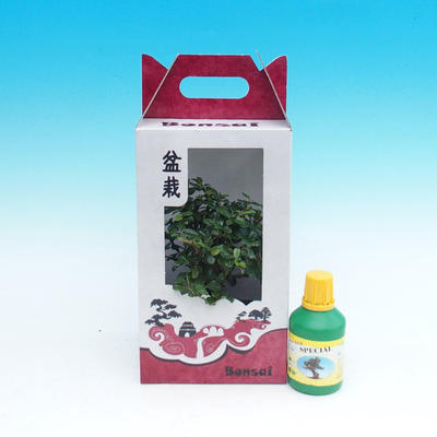 Izbová bonsai v darčekovej krabičke, Carmona macrophylla - Čaj fuki - 1