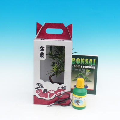 Izbová bonsai v darčekovej krabičke, Podocarpus - Kamenný tis - 1