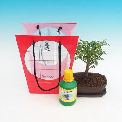 Izbová bonsai v darčekovej taške, Zantoxylum piperitum - piepor