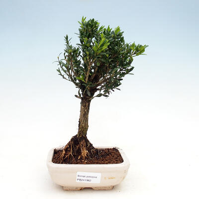 Izbová bonsai - Buxus harlandii -korkový buxus - 1