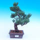 Vonkajší bonsai -Borovice drobnokvetá - Pinus parviflora glauca - 1/3