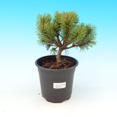 Vonkajšie bonsai - Pinus Mugo Allgau - Borovica