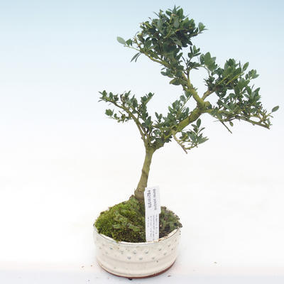 Pokojová bonsai - Ilex crenata - Cesmína PB2191978