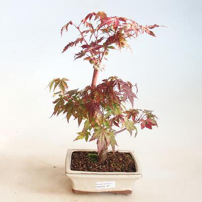 Vonkajšie bonsai - Acer pal. Sango Kaku - Javor dlaňolistý