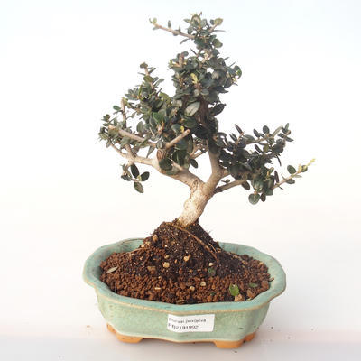 Pokojová bonsai - Olea europaea sylvestris -Oliva evropská drobnolistá PB2191992 - 1