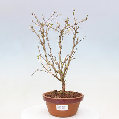 Vonkajší bonsai - Prunus incisa Kojou-no mai-Višňa vyrezaná - 1