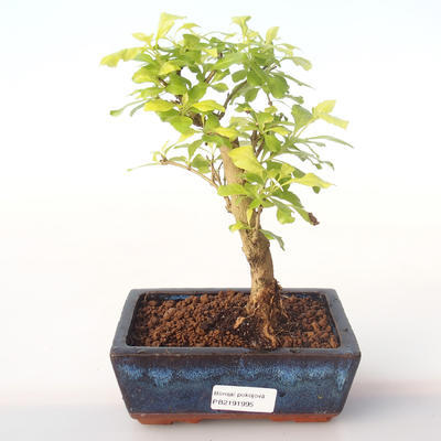 Pokojová bonsai - Duranta erecta Aurea PB2191995 - 1