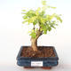 Pokojová bonsai - Duranta erecta Aurea PB2191996 - 1/3