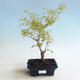 Vonkajší bonsai -Javor dlaňovitolistý Acer palmatum Butterfly - 1/2