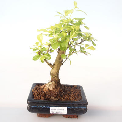 Pokojová bonsai - Duranta erecta Aurea PB2191999 - 1