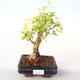 Pokojová bonsai - Duranta erecta Aurea PB2191999 - 1/3