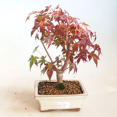 Vonkajšie bonsai - Acer pal. Sango Kaku - Javor dlaňolistý