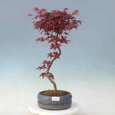 Vonkajšie bonsai - Javor palmatum DESHOJO - Javor dlaňolistý - 1