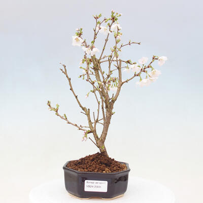 Vonkajší bonsai - Prunus incisa Kojou-no mai-Višňa vyrezaná - 1