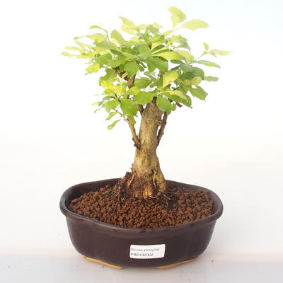 Pokojová bonsai - Duranta erecta Aurea PB2192002 - 1