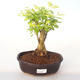 Pokojová bonsai - Duranta erecta Aurea PB2192002 - 1/3