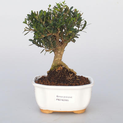 Izbová bonsai - Buxus harlandii - 1