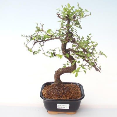 Pokojová bonsai - Ulmus parvifolia - Malolistý jilm PB2192008 - 1