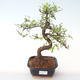 Pokojová bonsai - Ulmus parvifolia - Malolistý jilm PB2192008 - 1/3