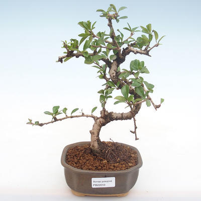 Pokojová bonsai - Carmona macrophylla - Čaj fuki PB2210 - 1