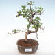Pokojová bonsai - Carmona macrophylla - Čaj fuki PB2210 - 1/5