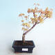 Vonkajšie bonsai - Acer pal. Sango Kaku - Javor dlaňolistý - 1/3