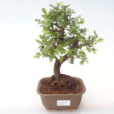 Pokojová bonsai - Ulmus parvifolia - Malolistý jilm PB2192013 - 1